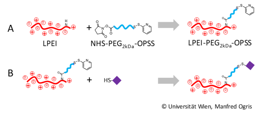 Synthesis of LPEI-PEG-peptide conjugates