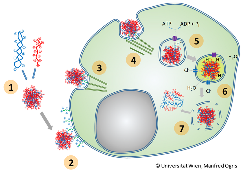 The proton sponge hypothesis